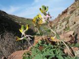 Corydalis ainae