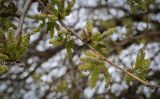 Morus alba. Верхушка цветущей веточки. Абхазия, Гагрский р-н, с. Лдзаа, озеленение. 11.04.2024.