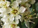 Lauro-cerasus officinalis. Цветки. Нидерланды, Гронинген, в городском озеленении. 26 апреля 2008 г.