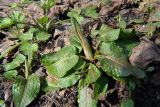 Rumex obtusifolius