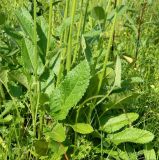 Betonica officinalis. Нижняячасть растения. Смоленск, сухой луг. 01.07.2011.