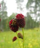 Sanguisorba officinalis