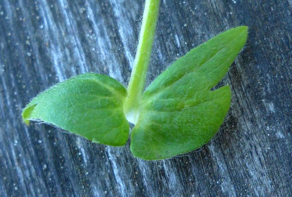 Изображение особи Potentilla intermedia.