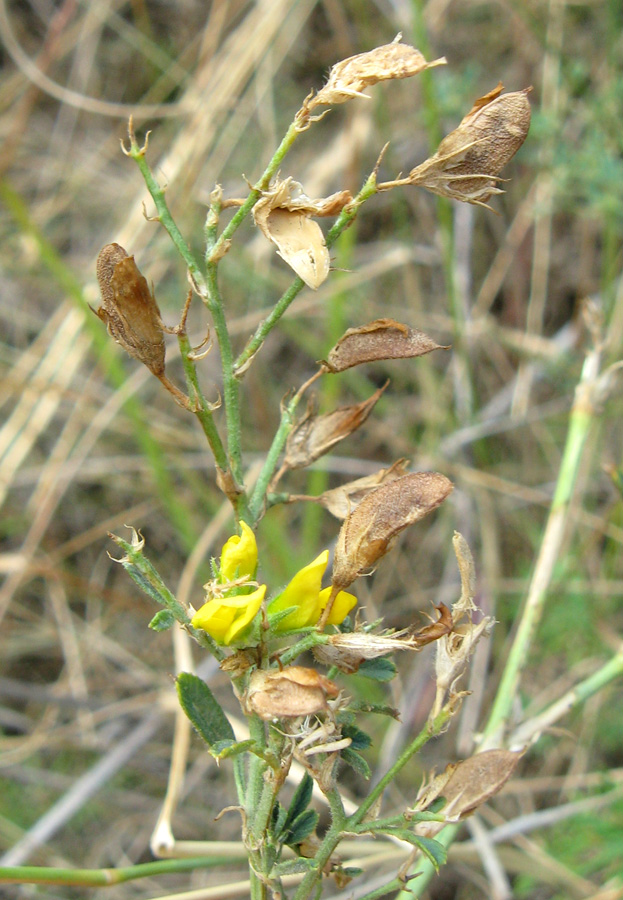 Изображение особи Medicago falcata.