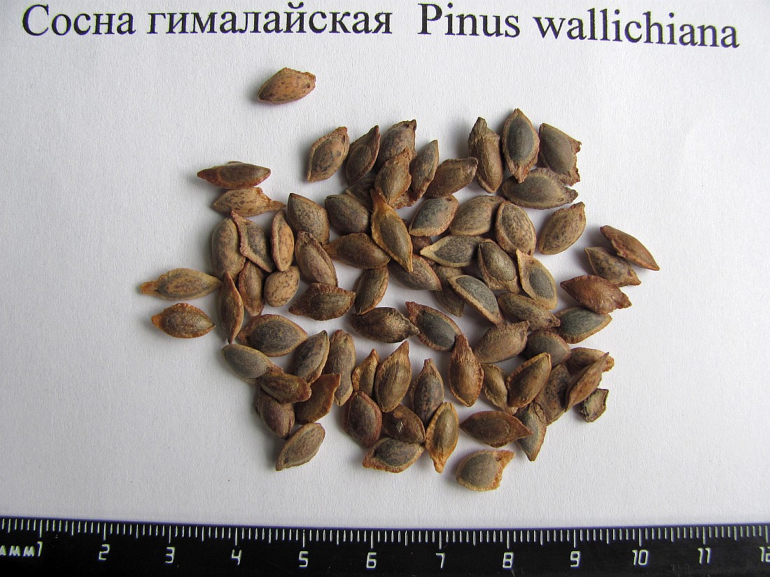Изображение особи Pinus wallichiana.