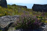 Phlomis pungens