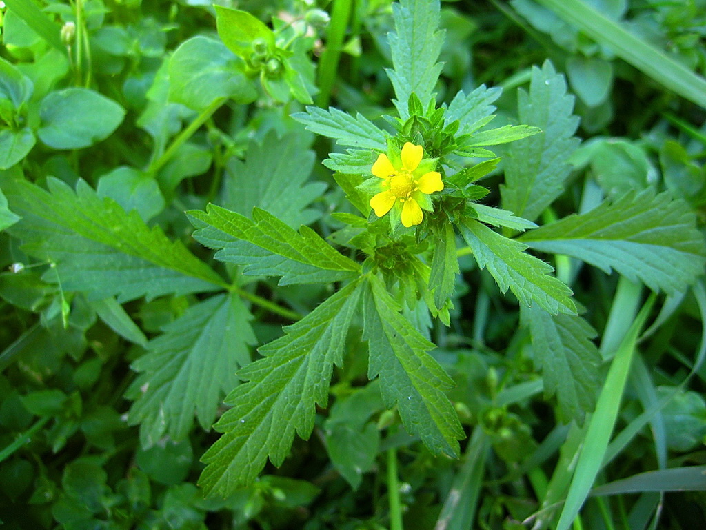 Изображение особи Potentilla norvegica.