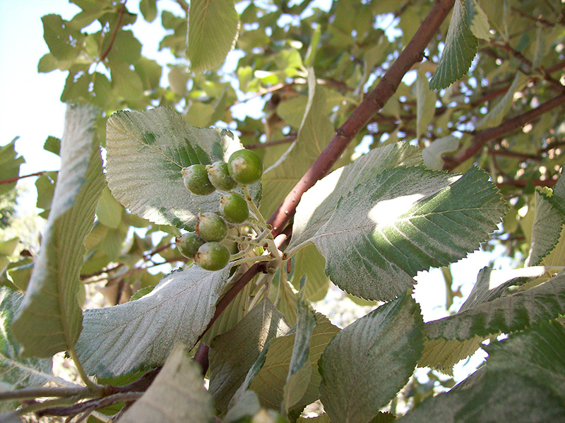 Изображение особи Sorbus aria.