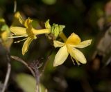 Rhododendron luteum