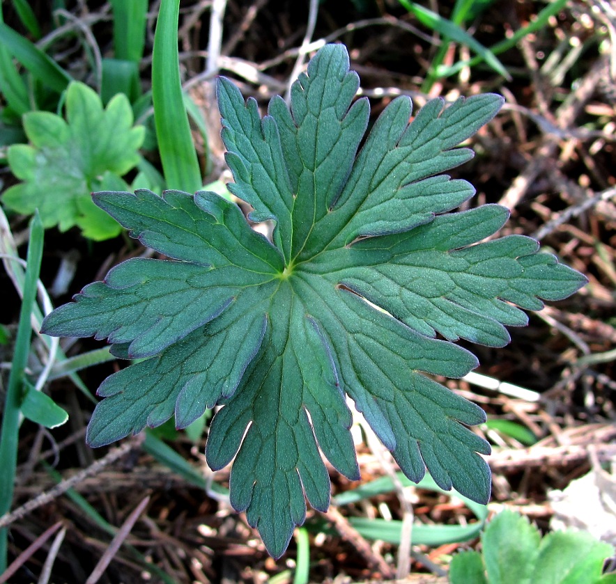 Изображение особи Geranium sylvaticum.