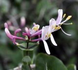 Lonicera etrusca