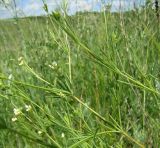 Galium octonarium. Средняя часть стеблей. Север Краснодарского края, Кущёвский заказник. 07.06.2009.