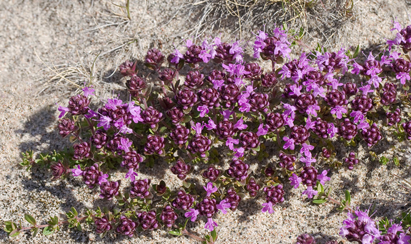 Изображение особи Thymus subarcticus.