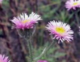 Erigeron pseudoseravschanicus