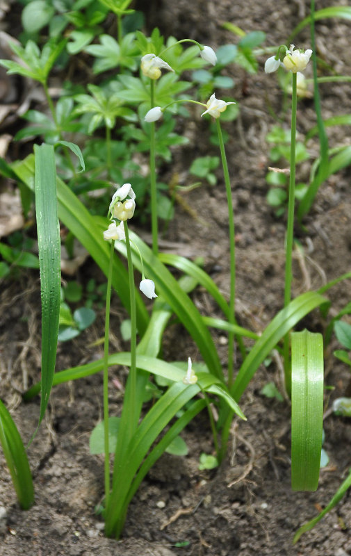 Изображение особи Allium paradoxum.