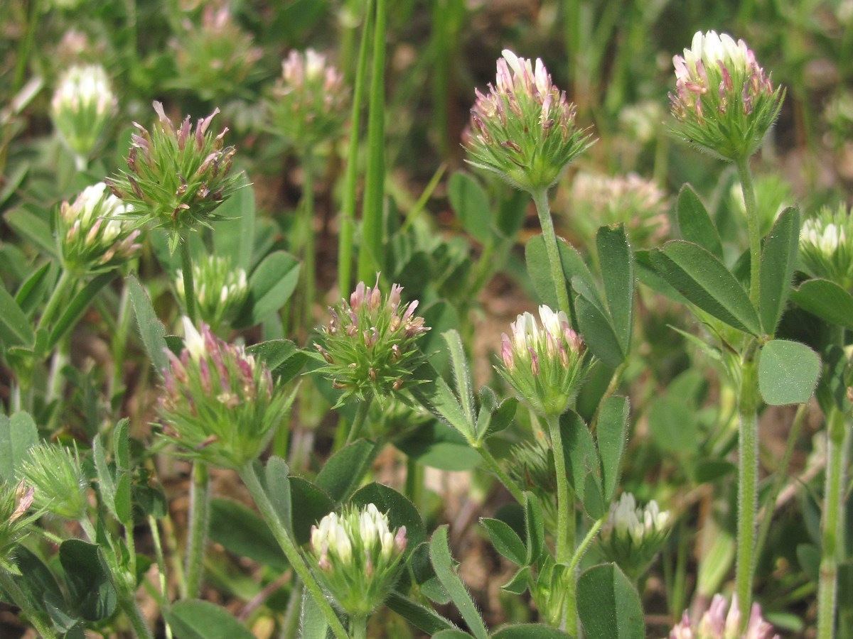 Изображение особи Trifolium leucanthum.