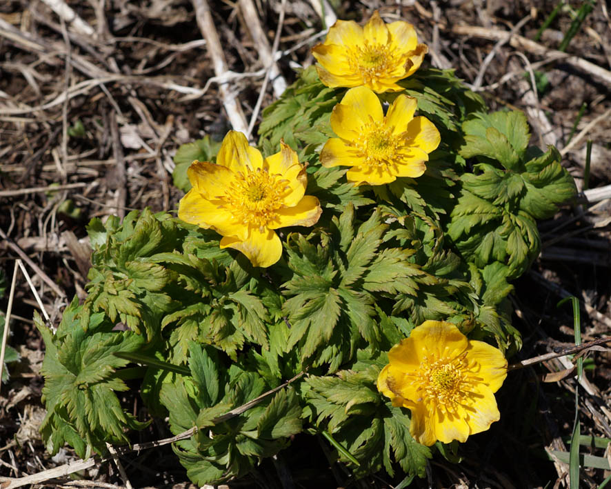 Изображение особи Trollius ranunculinus.