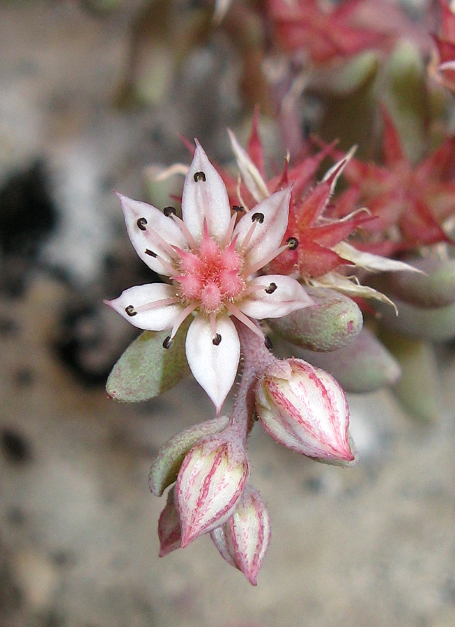 Изображение особи Sedum hispanicum.