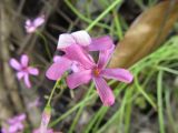 Oxalis articulata