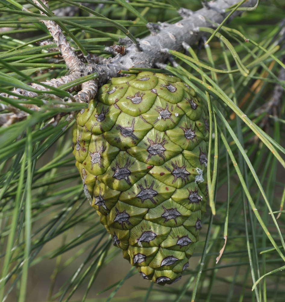 Изображение особи Pinus brutia.