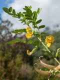 Colutea arborescens