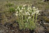 Antennaria dioica