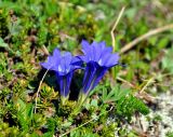 Gentiana grandiflora. Цветущее растение. Бурятия, Окинский р-н, перевал Черби, ≈ 2400 м н.у.м., горная тундра. 10.07.2015.