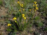 Filifolium sibiricum. Цветущее растение. Иркутская обл., Ольхонский р-н, побережье Малого Моря (оз. Байкал), окр. мыса Улан-Хан, сухой луг. 11.07.2015.