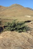 Xanthium spinosum. Плодоносящее растение на кромке канавы. Южный Казахстан, горы Алатау (Даубаба), степное подножье. 13.08.2014.