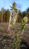 Salix rosmarinifolia. Верхушки побегов с женскими соцветиями. Ростовская обл., Усть-Донецкий р-н, Нижне-Кундрюченский заказник, окр. станицы Нижнекундрюченская, обочина лесной дороги. 09.04.2016.