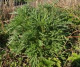 Artemisia vulgaris