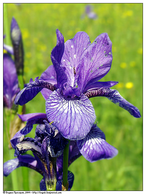 Image of Iris sibirica specimen.