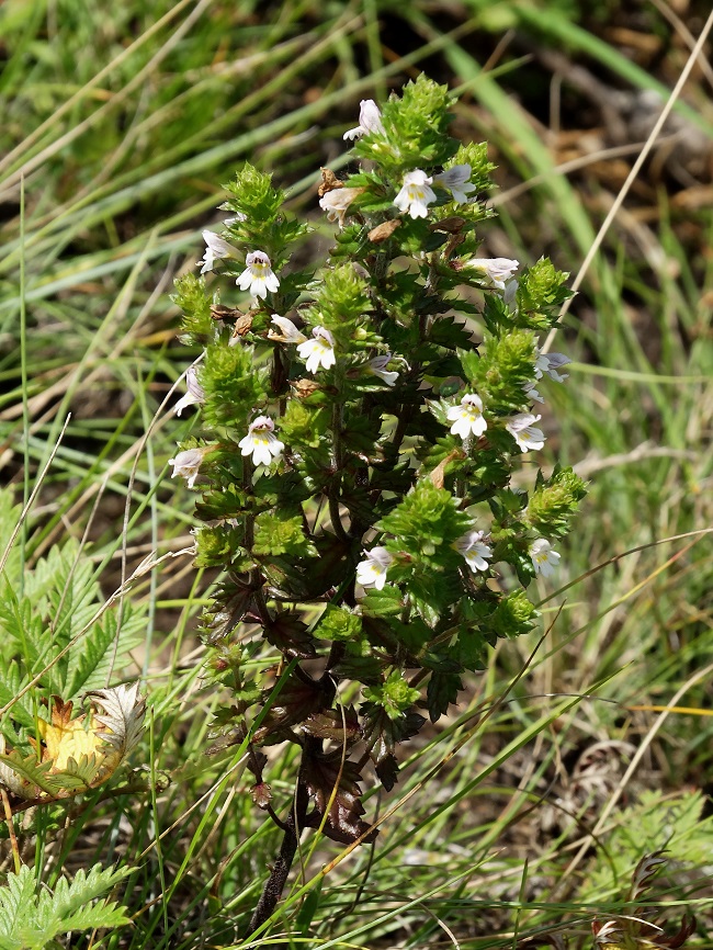 Изображение особи Euphrasia maximowiczii.