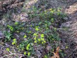 Chrysosplenium alternifolium