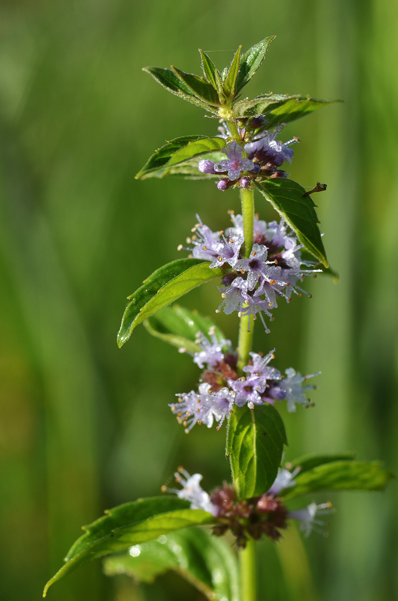 Изображение особи Mentha arvensis.