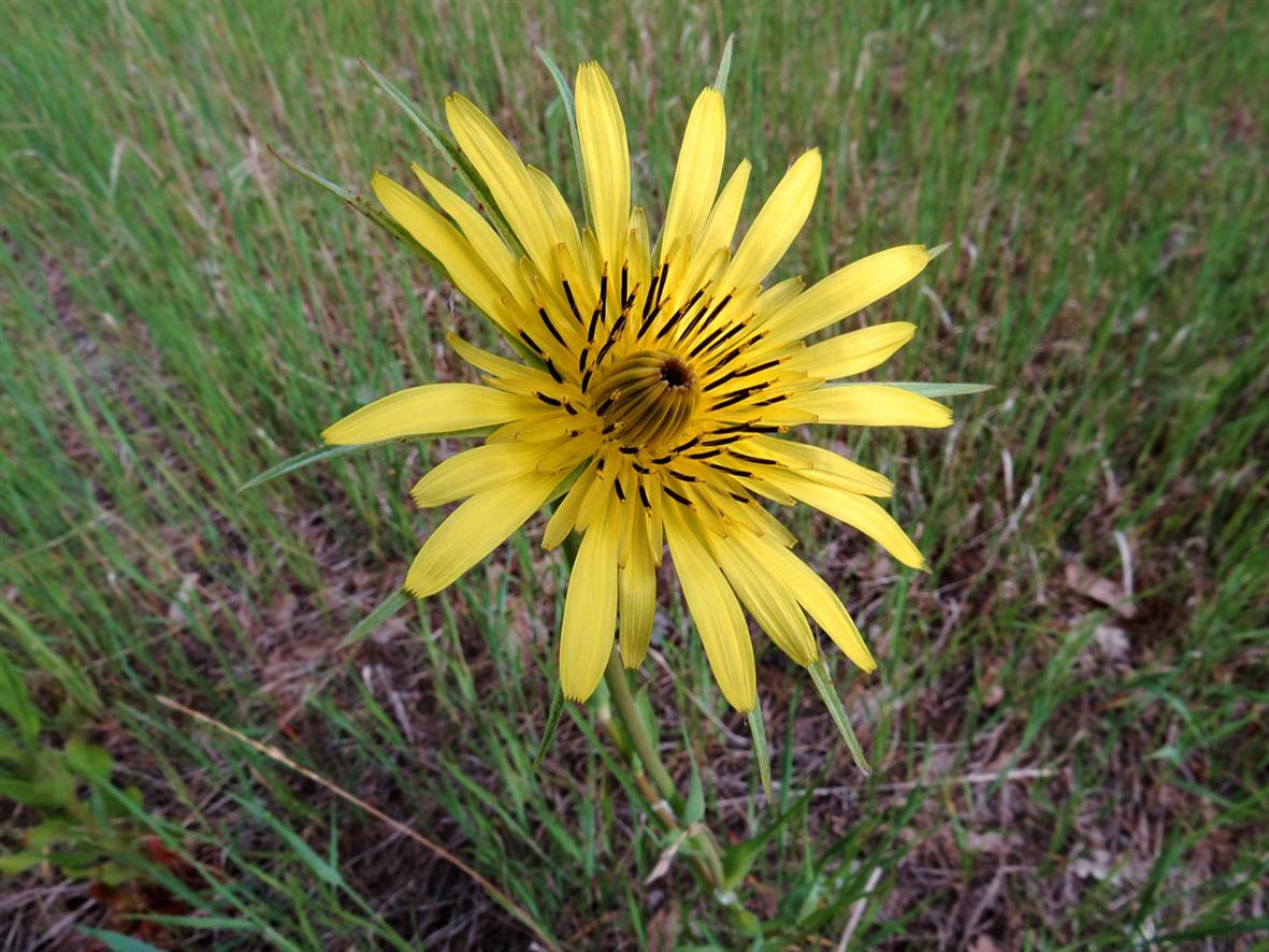 Изображение особи Tragopogon dubius ssp. major.