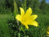 Hemerocallis lilio-asphodelus