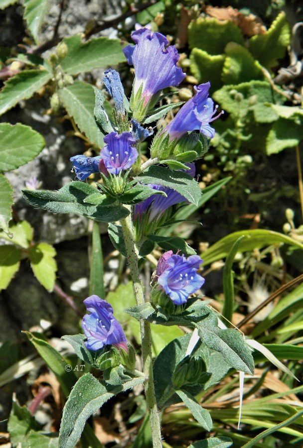 Изображение особи род Echium.