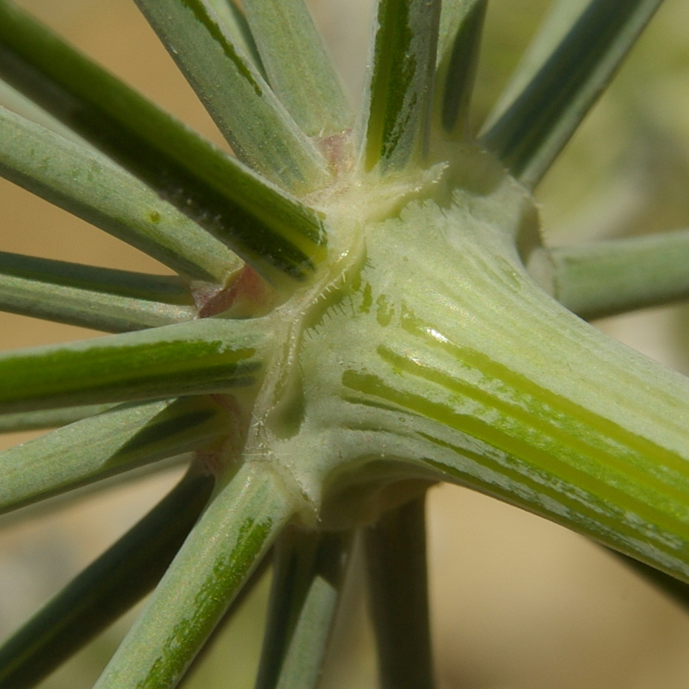 Изображение особи Astrodaucus littoralis.