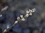 Astragalus tenuis