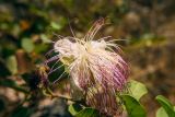 genus Capparis