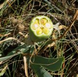 Iris glaucescens