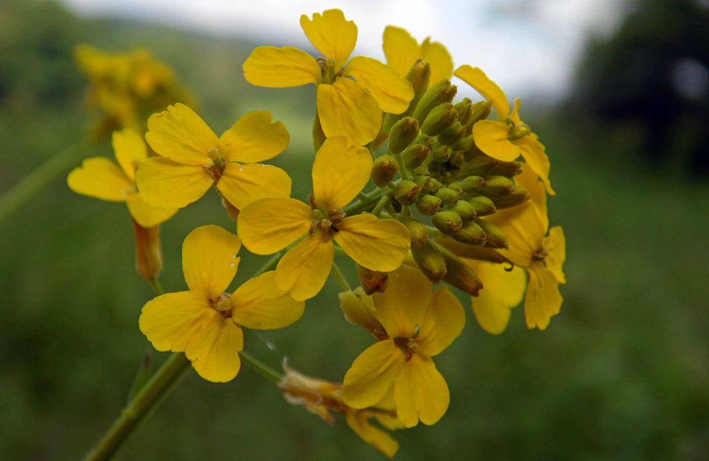 Изображение особи Erysimum aureum.