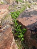 Ligusticum scoticum. Молодая поросль в скальной щели на супралиторали. Мурманск, Росляково, губа Грязная Кольского залива. 29.05.2010.