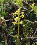 Corallorhiza trifida. Верхушка побега с соцветием. Мурманская обл., п-ов Рыбачий, заболоченный участок тундры. 01.07.2018.