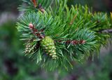 Pinus friesiana. Верхушка ветви с незрелыми шишками. Мурманская обл., Хибины, долина р. Кунийок, смешанный лес. 07.08.2018.