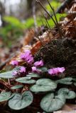 Cyclamen coum. Цветущее растение. Краснодарский край, Туапсинский р-н, долина ручья Красный Водопад, широколиственный лес. 02.04.2013.