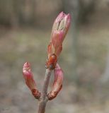 Aesculus glabra