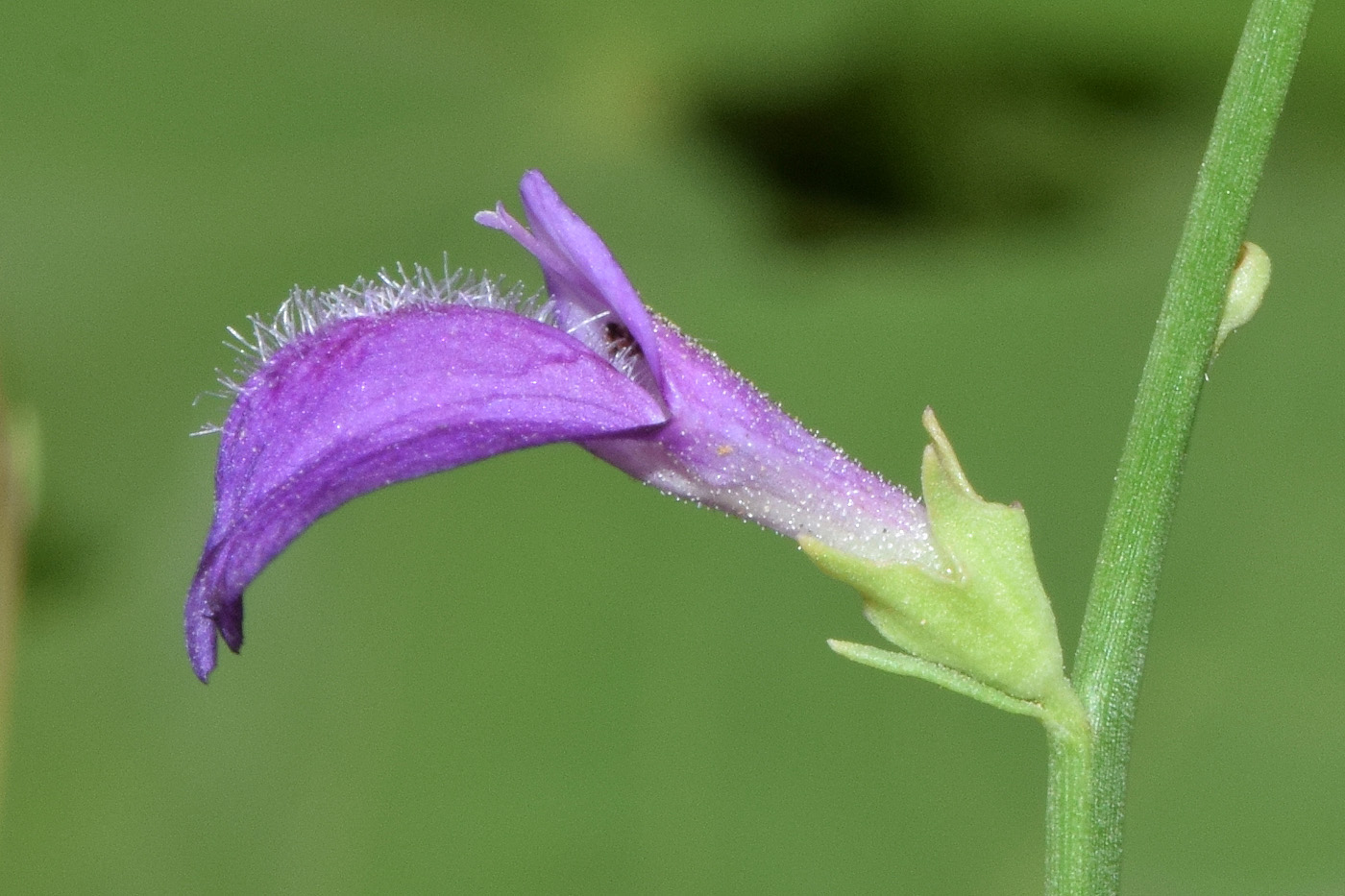 Изображение особи Dodartia orientalis.