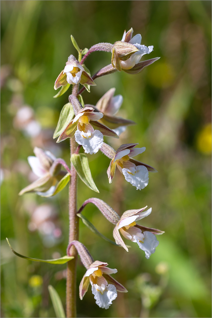 Изображение особи Epipactis palustris.